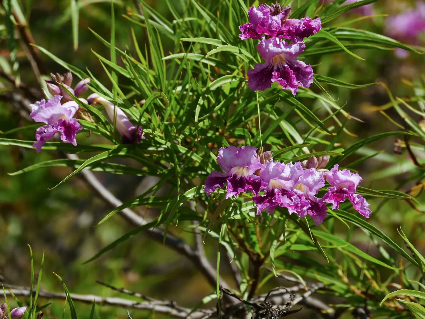Desert Willow