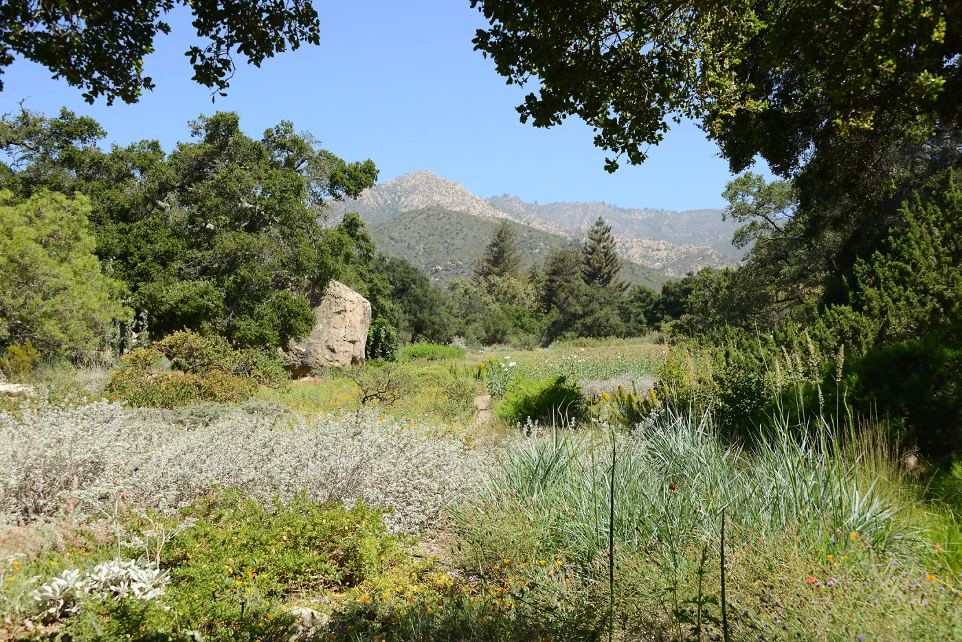 Meadow