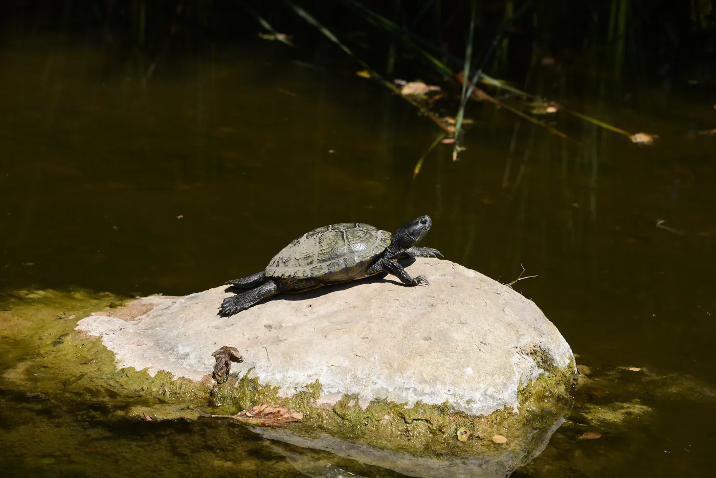 Turtle at the Bessie Bullard Pond