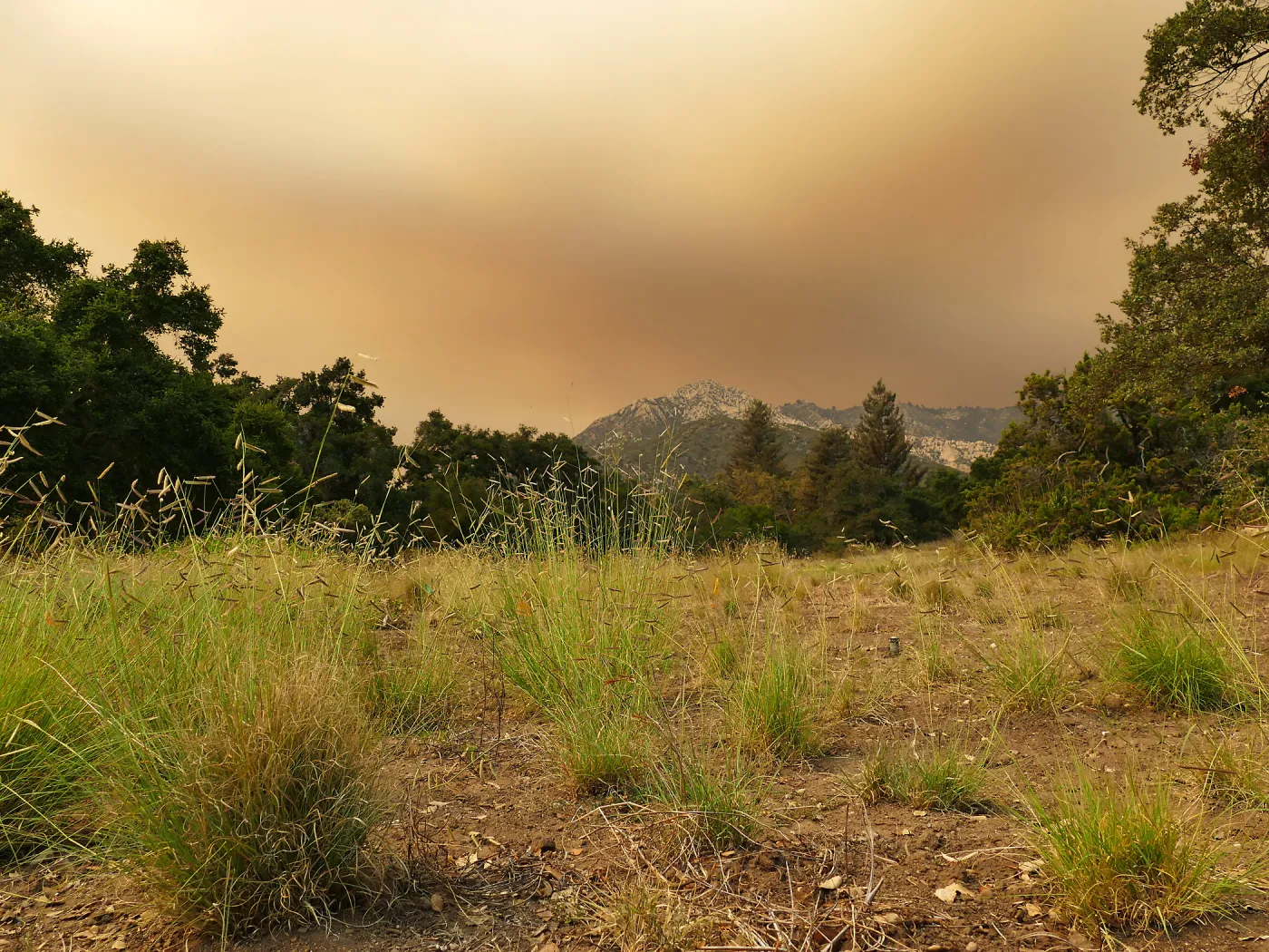 Meadow in smoke-filtered light from Rey Fire