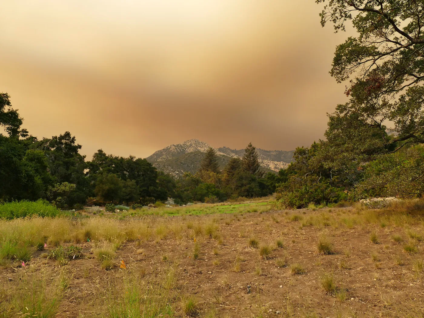 Meadow in smoke-filtered light from Rey Fire