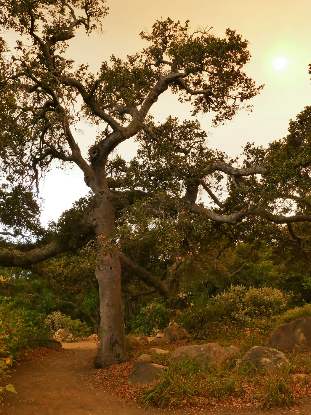 Oak in Manzanita Section in smoke-filtered light from Rey Fire