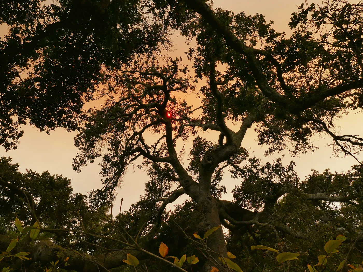 Oak in Manzanita Section in smoke-filtered light from Rey Fire