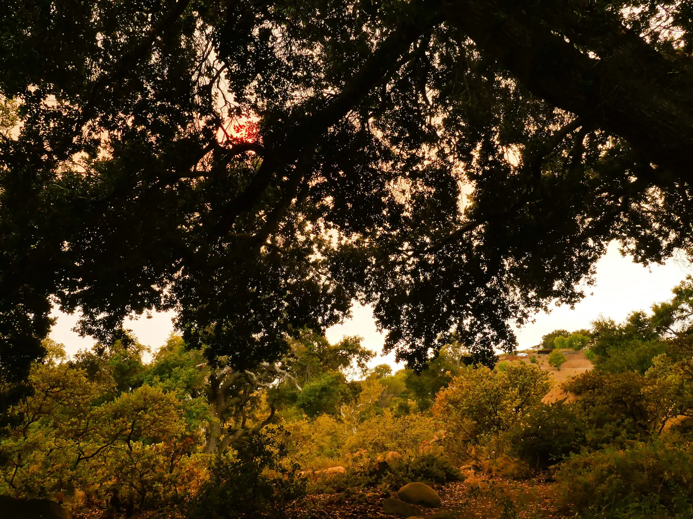 Oak in Manzanita Section in smoke-filtered light from Rey Fire