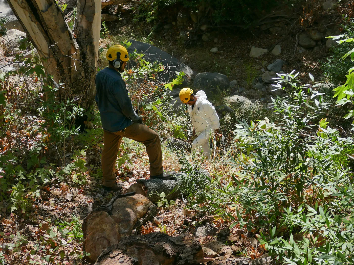 Tree Crew volunteered by Bartlett Tree Experts working in Canyon Section