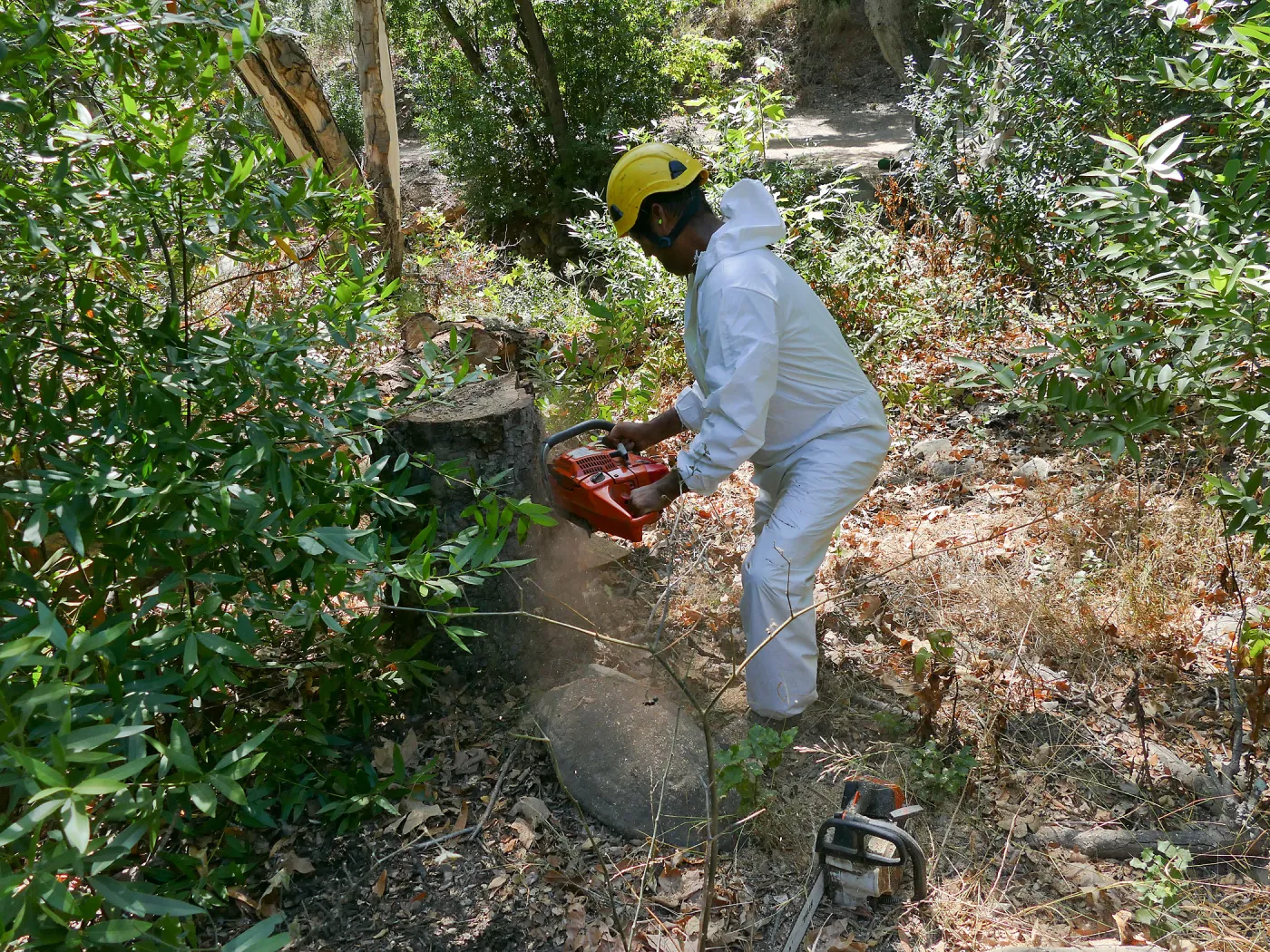 Tree Crew volunteered by Bartlett Tree Experts working in Canyon Section