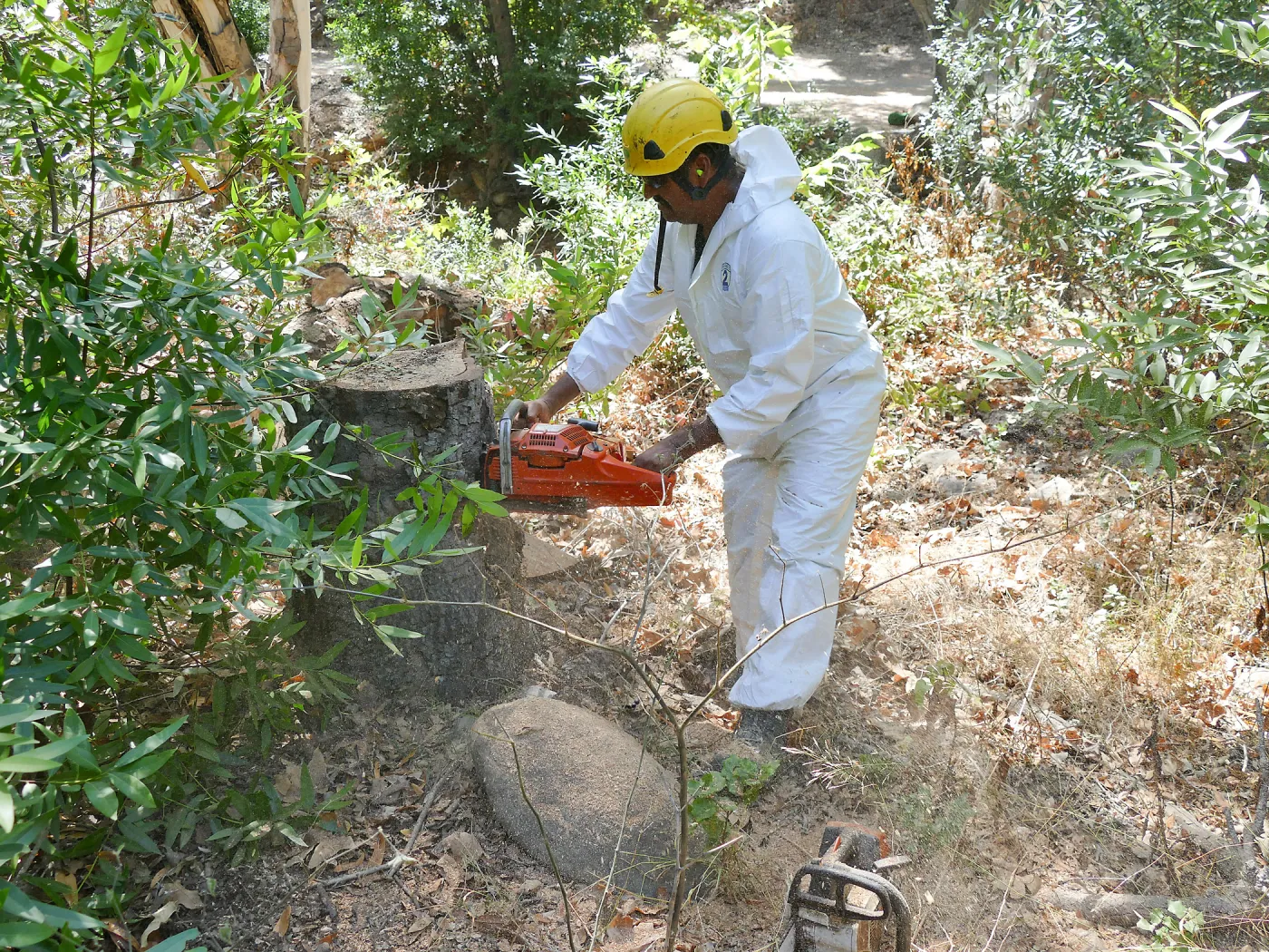 Tree Crew volunteered by Bartlett Tree Experts working in Canyon Section