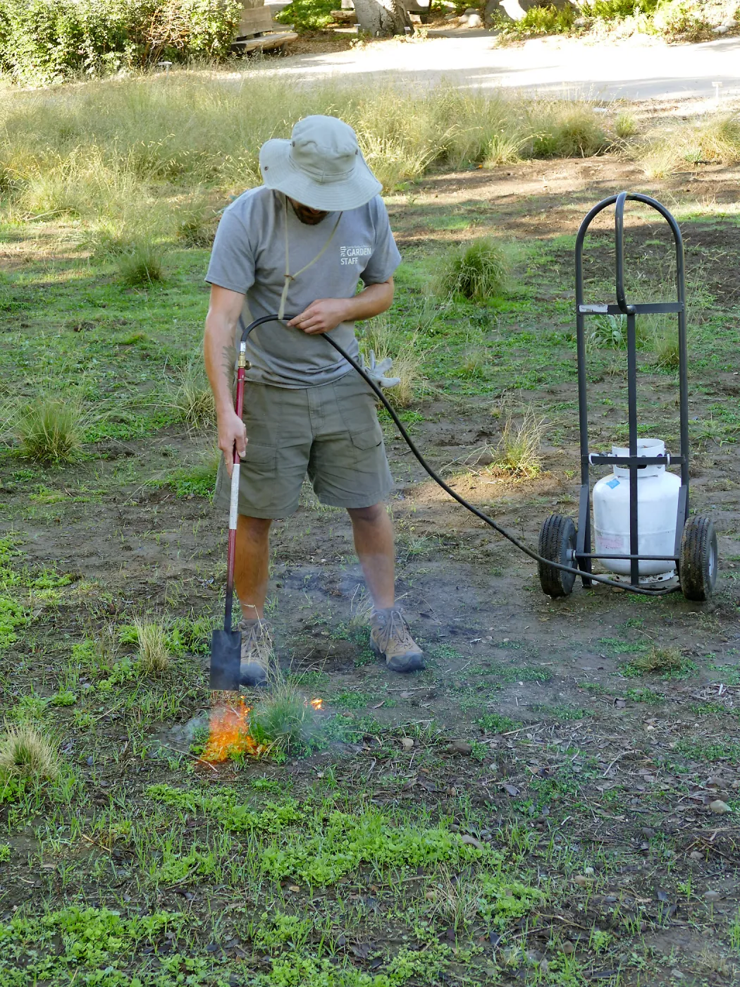 Thermal weed management in the Meadow