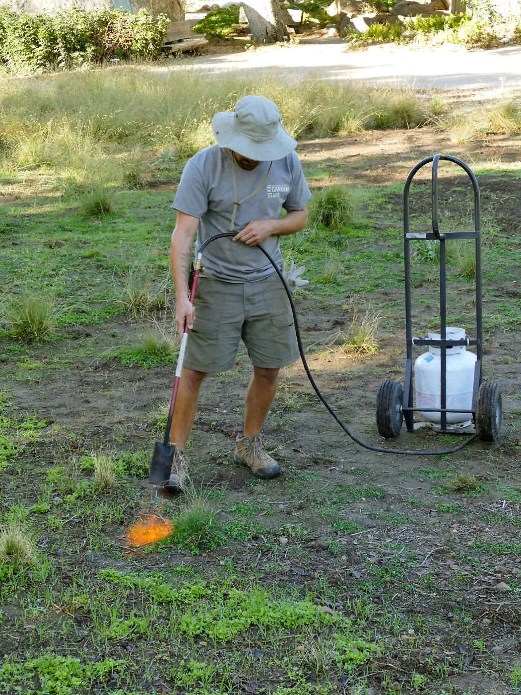 Thermal weed management in the Meadow