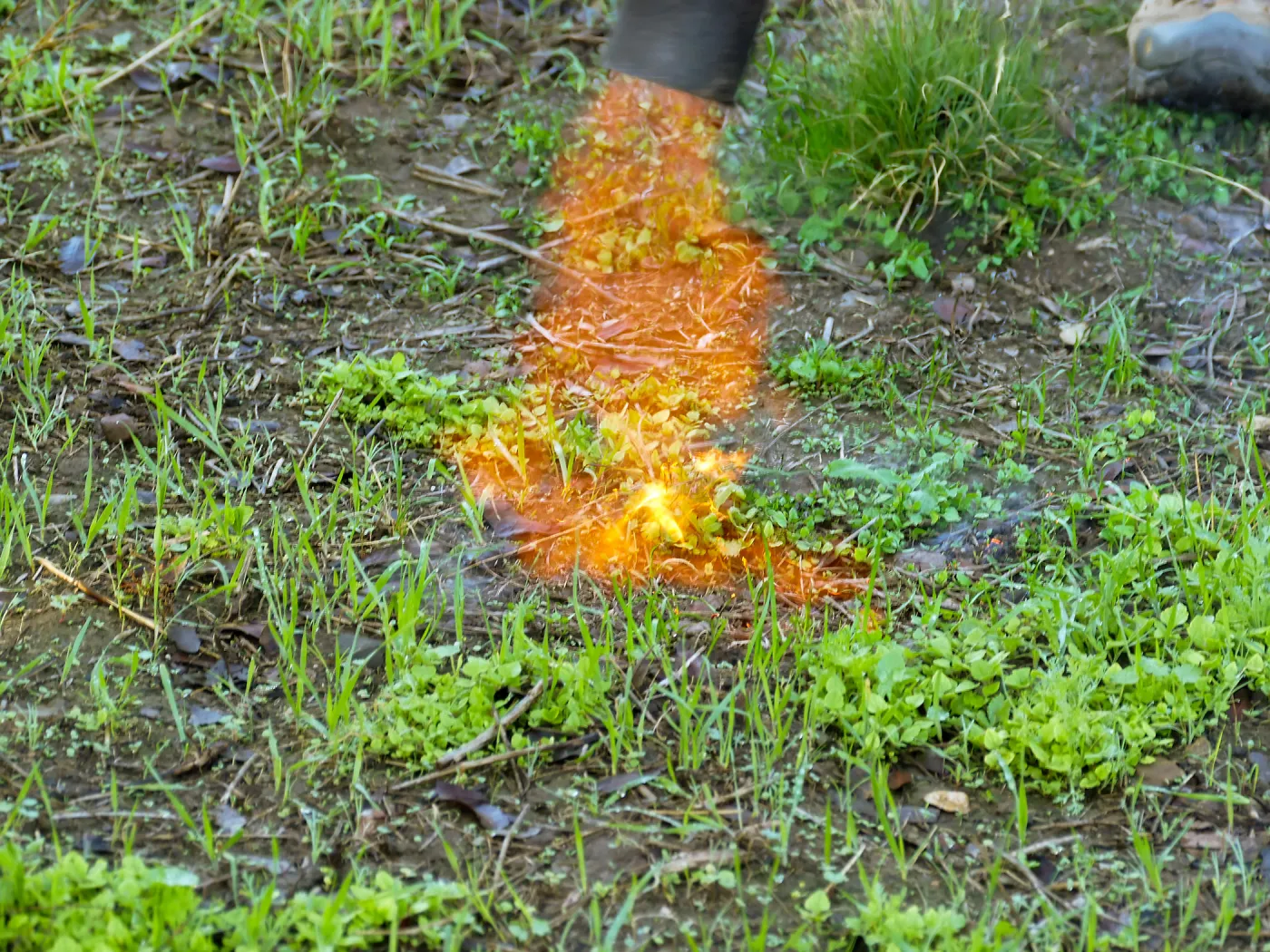 Thermal weed management in the Meadow