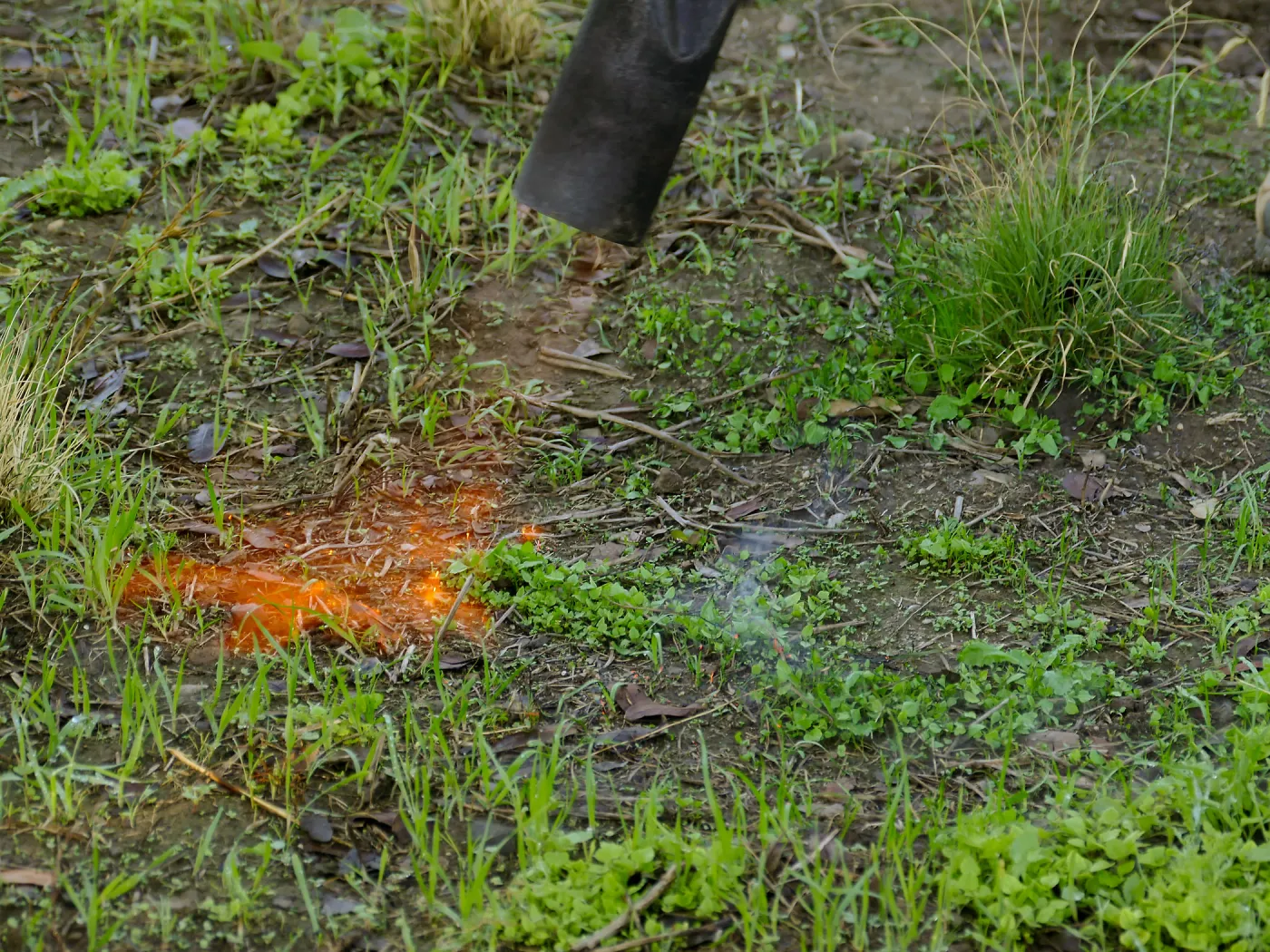 Thermal weed management in the Meadow