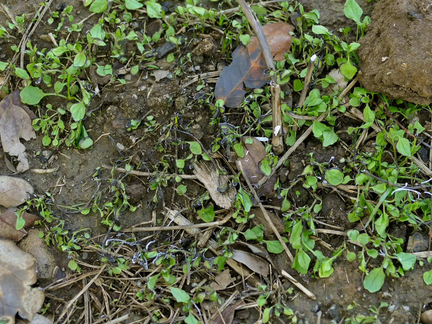 Thermal weed management in the Meadow