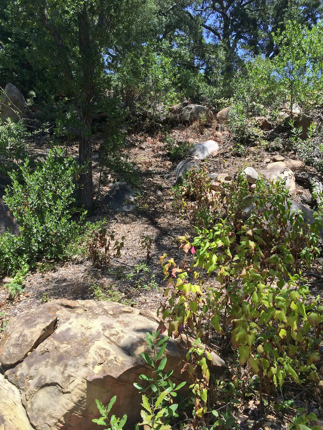 Slope above Dell