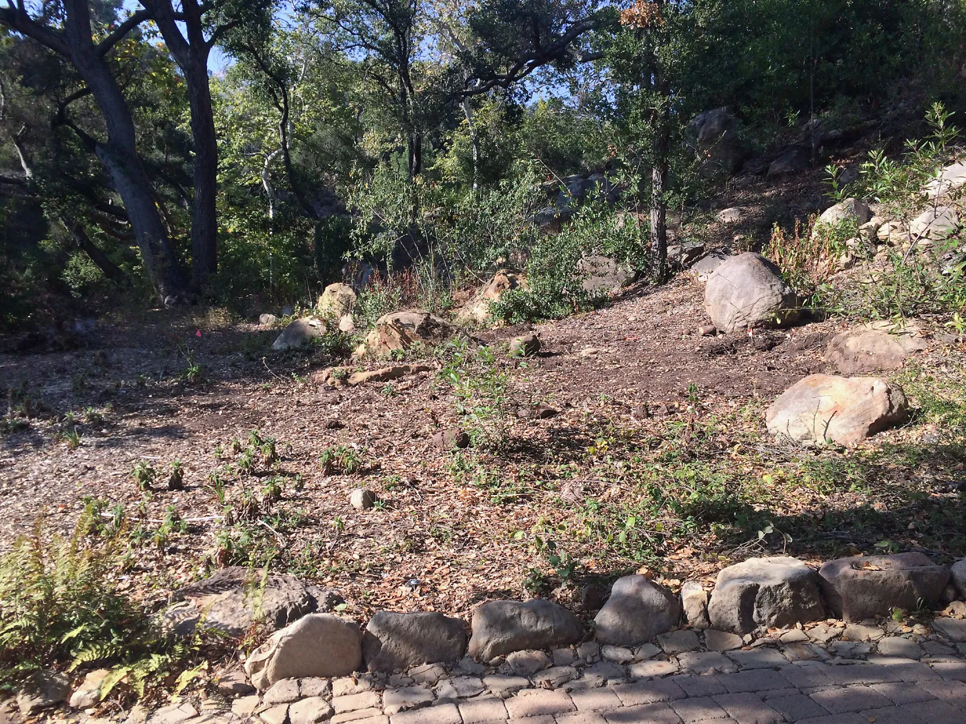 Brush clearing at Dell Garden site