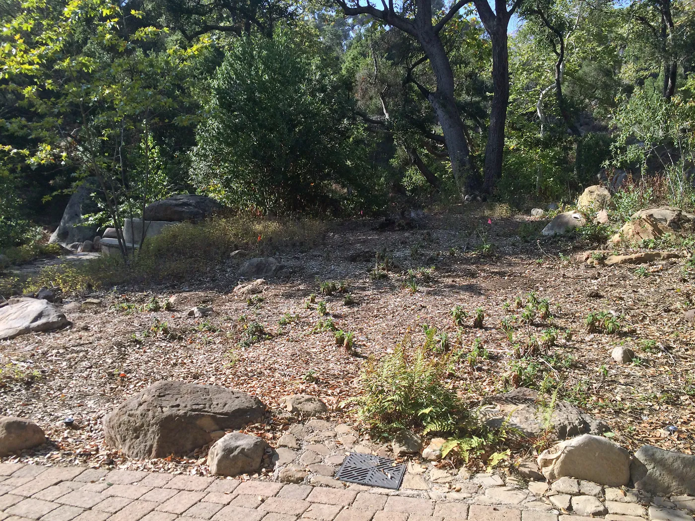 Brush clearing at Dell Garden site