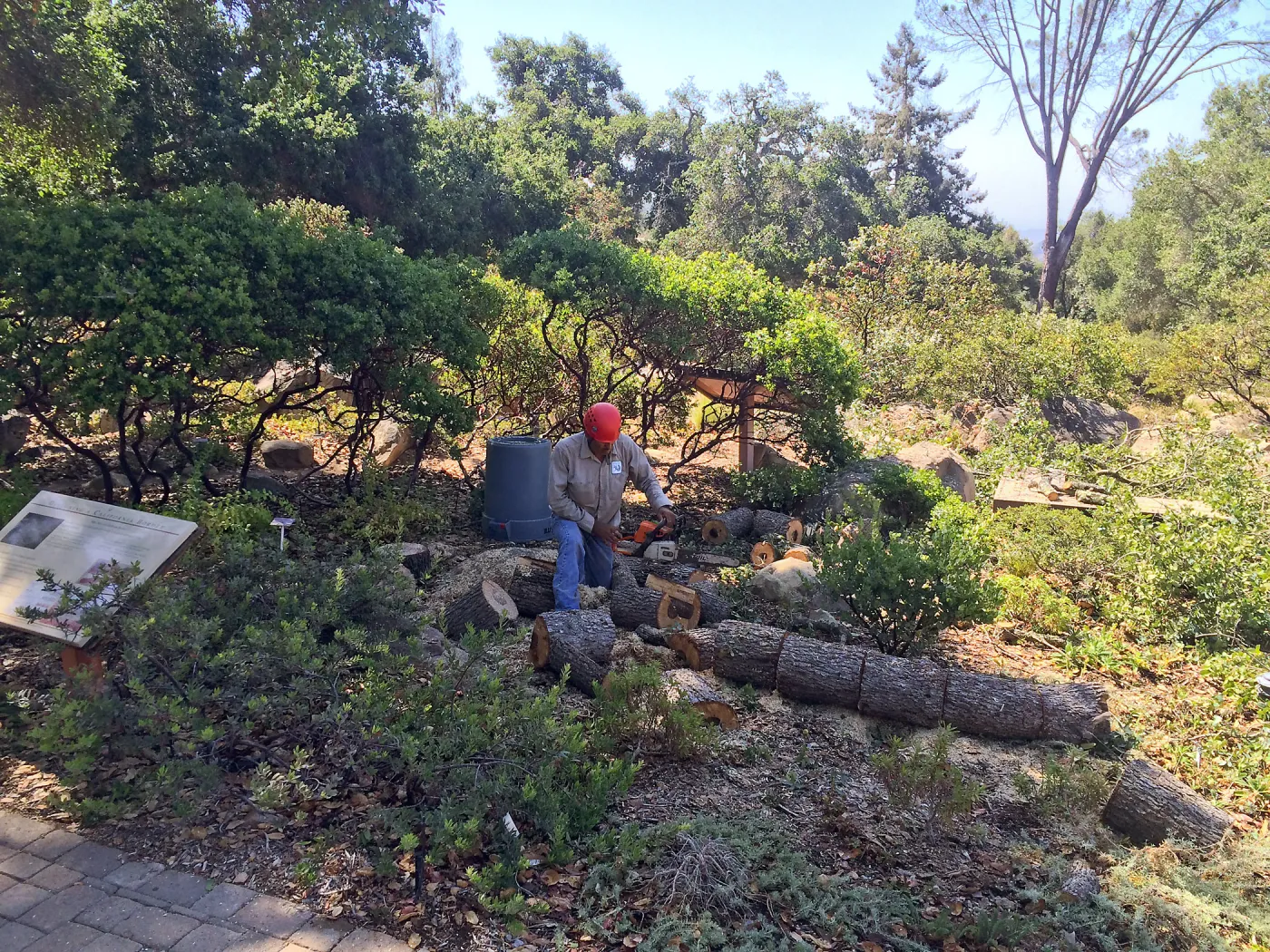 Engelman oak removal, Home Demo Garden, Manuel Gonzalez