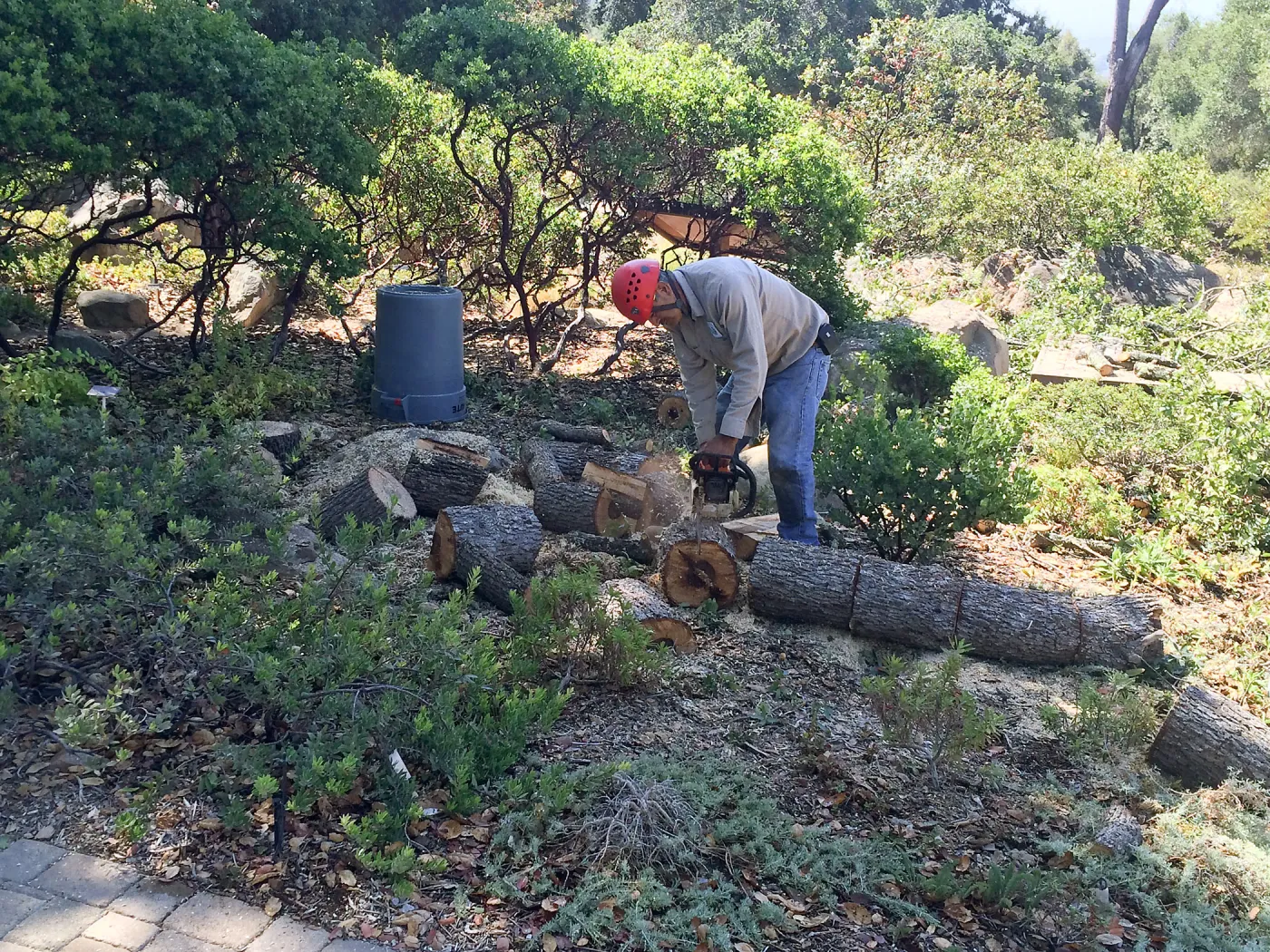 Engelman oak removal, Home Demo Garden, Manuel Gonzalez