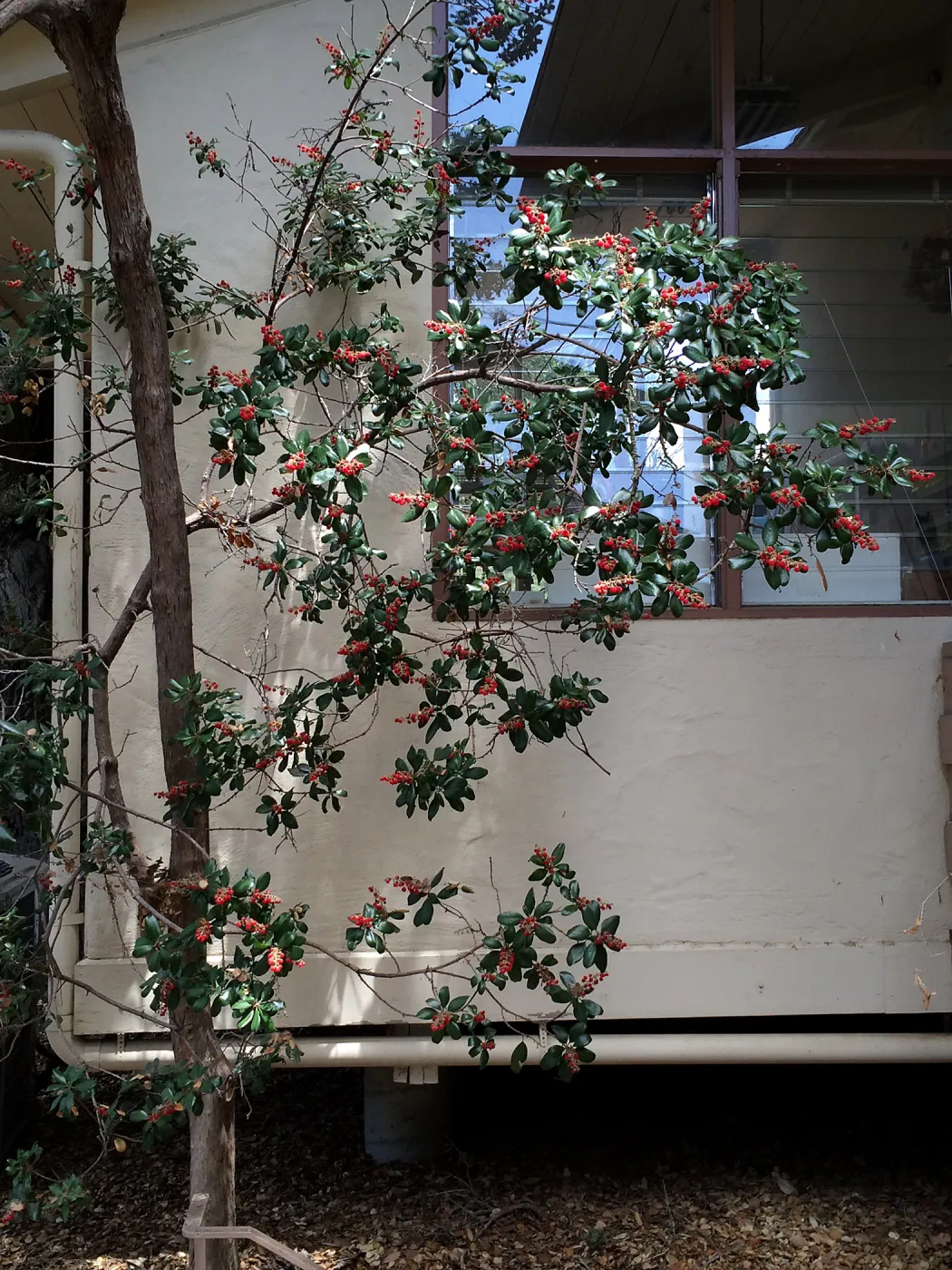 Comarostaphylos diversiloba