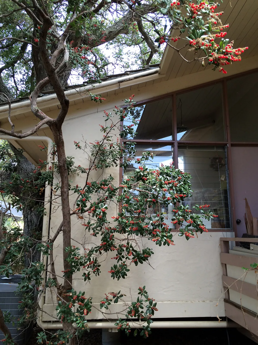 Comarostaphylis diversiloba