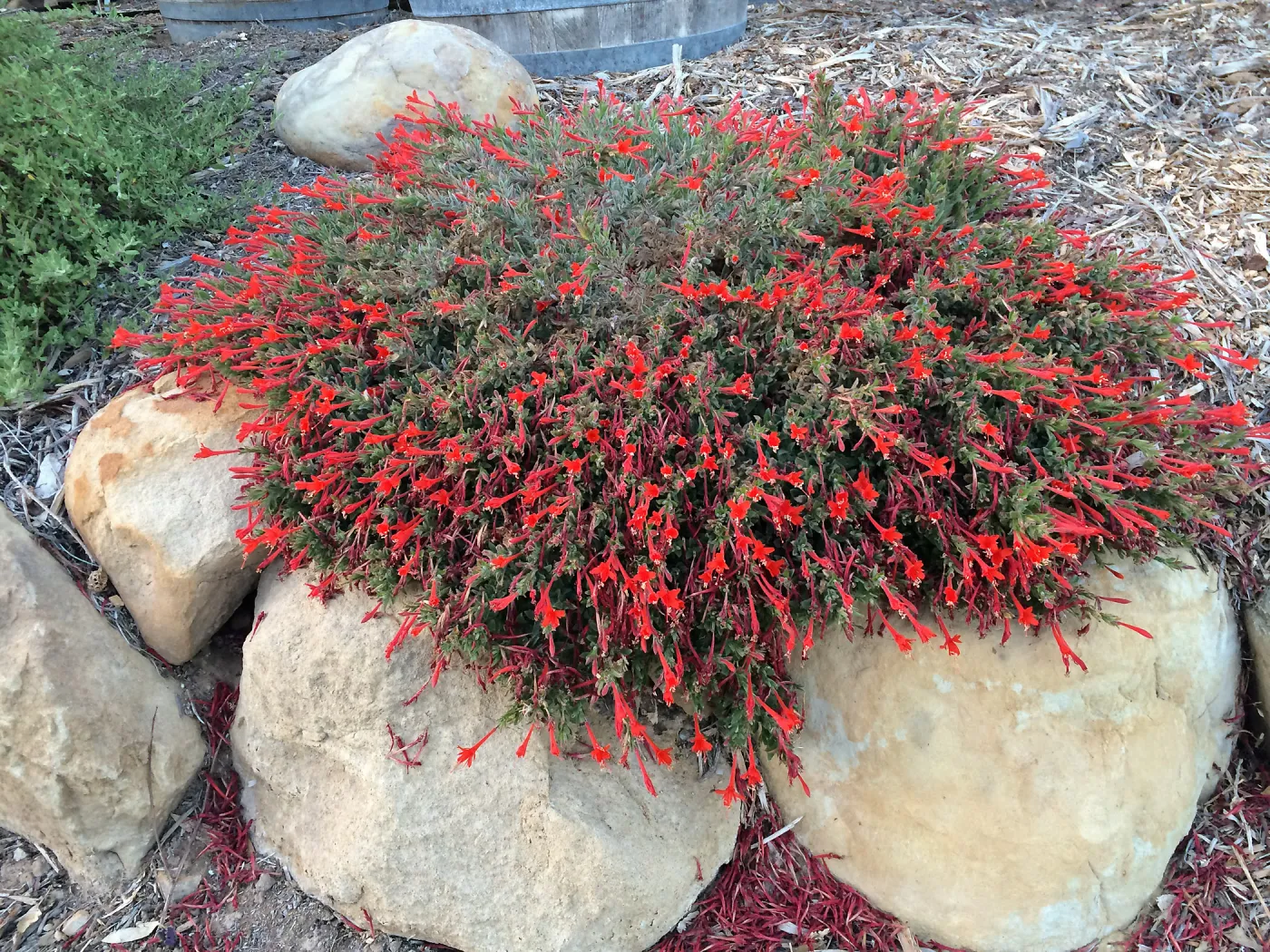Peter Schuyler garden, Epilobium