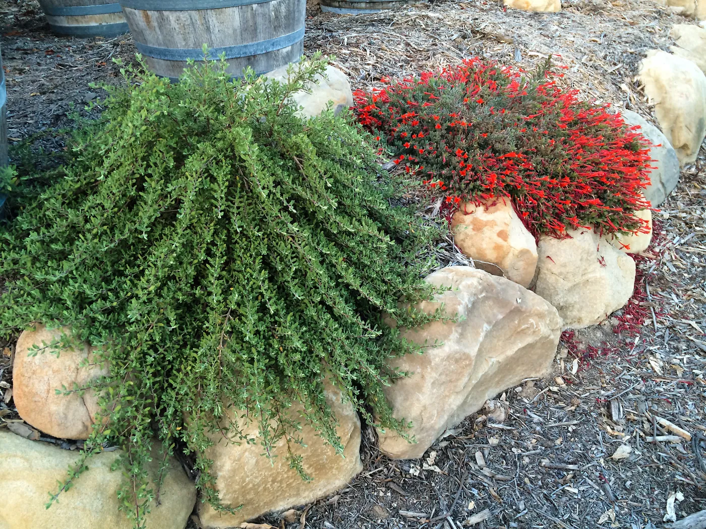 Peter Schuyler garden, Epilobium (Willowherb)and Salvia (Sage) Emerald Cascade
