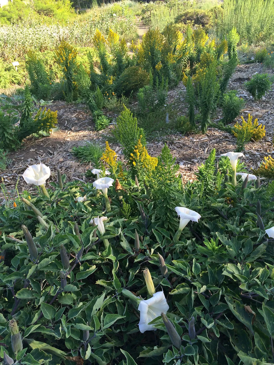 Datura wrightii and Solidago elongata