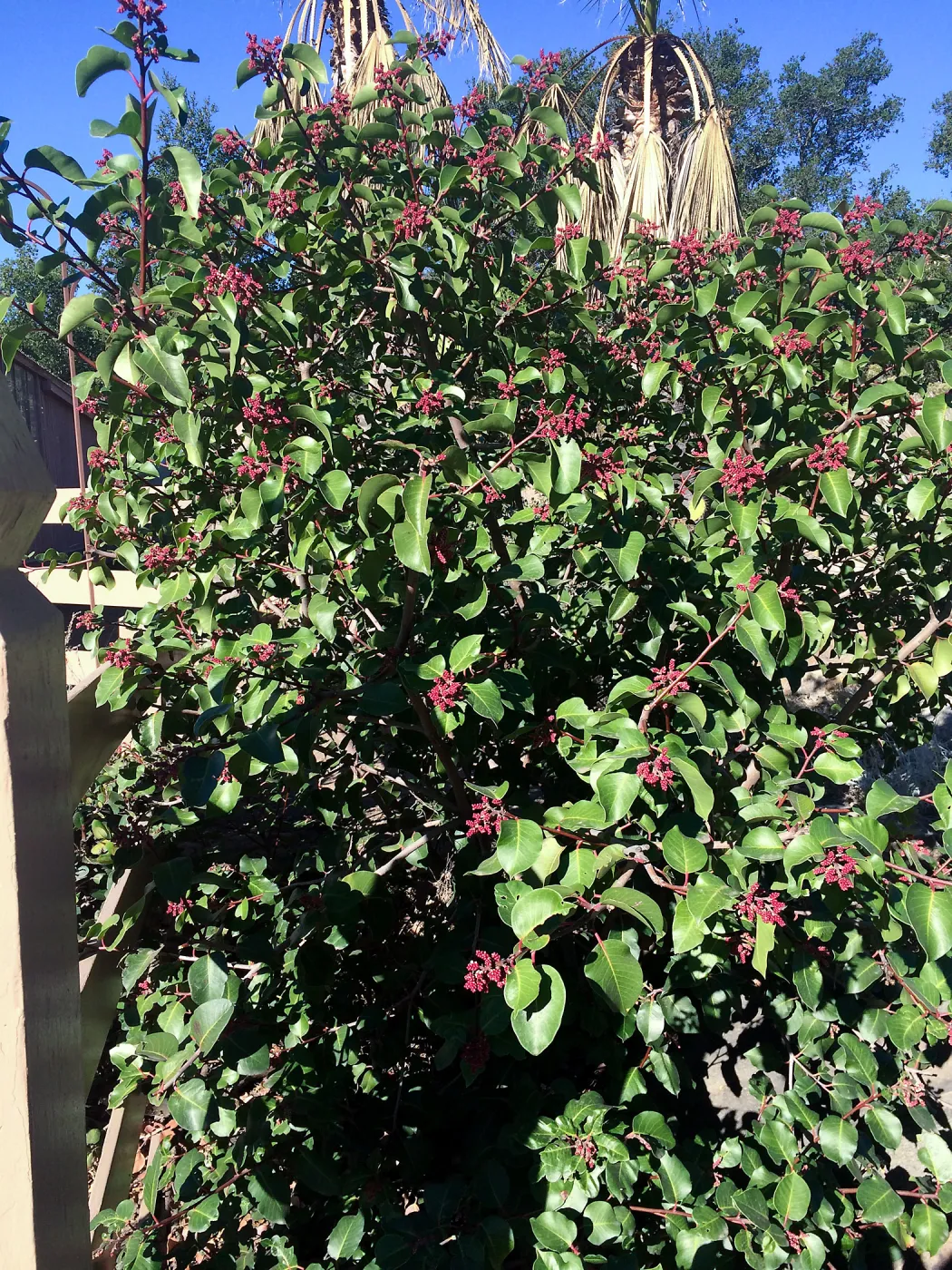 Rhus ovata at gates to courtyard