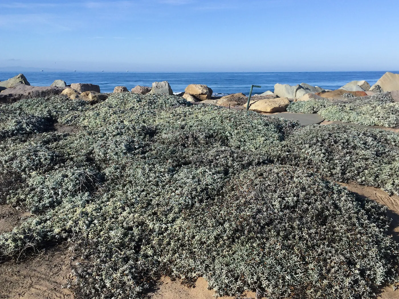 Touring gardens with Isabelle Greene, Sand Point Road, Carpenteria