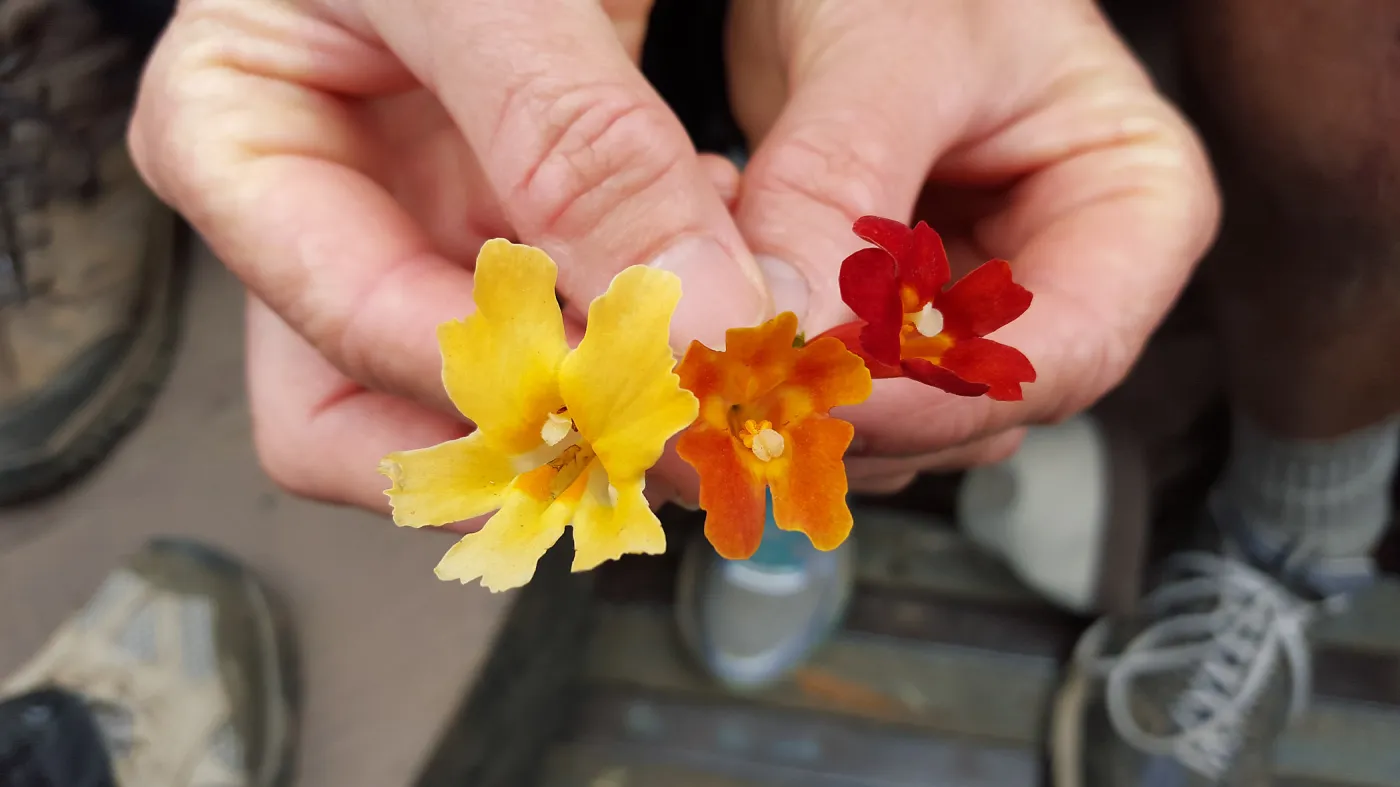 Santa Cruz Island Trip, Monkey flowers and hybrid (Mimulus flemingii, Mimulus aurantiacus and hybrid)