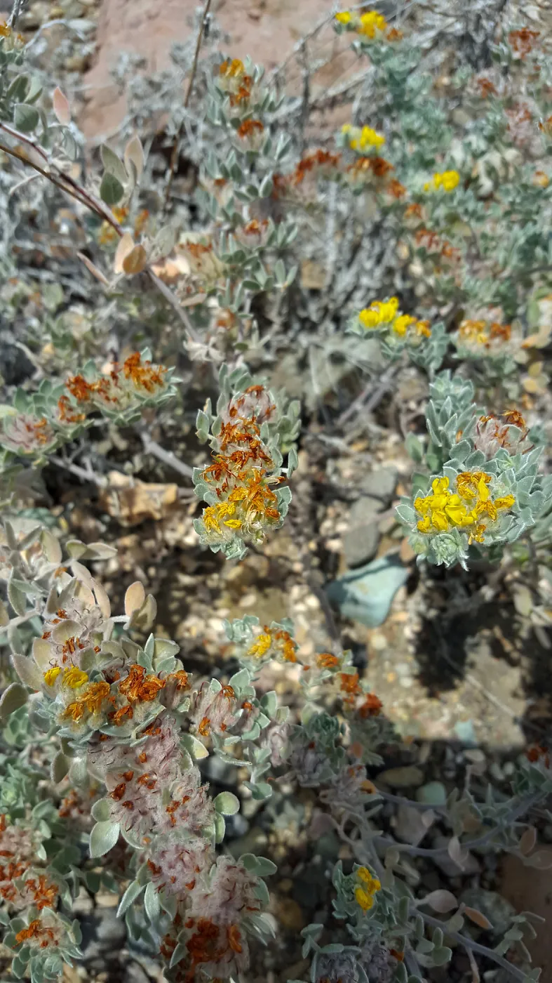 Santa Cruz Island Trip, Silver leaved lotus (Acmispon argophyllus var niveus)