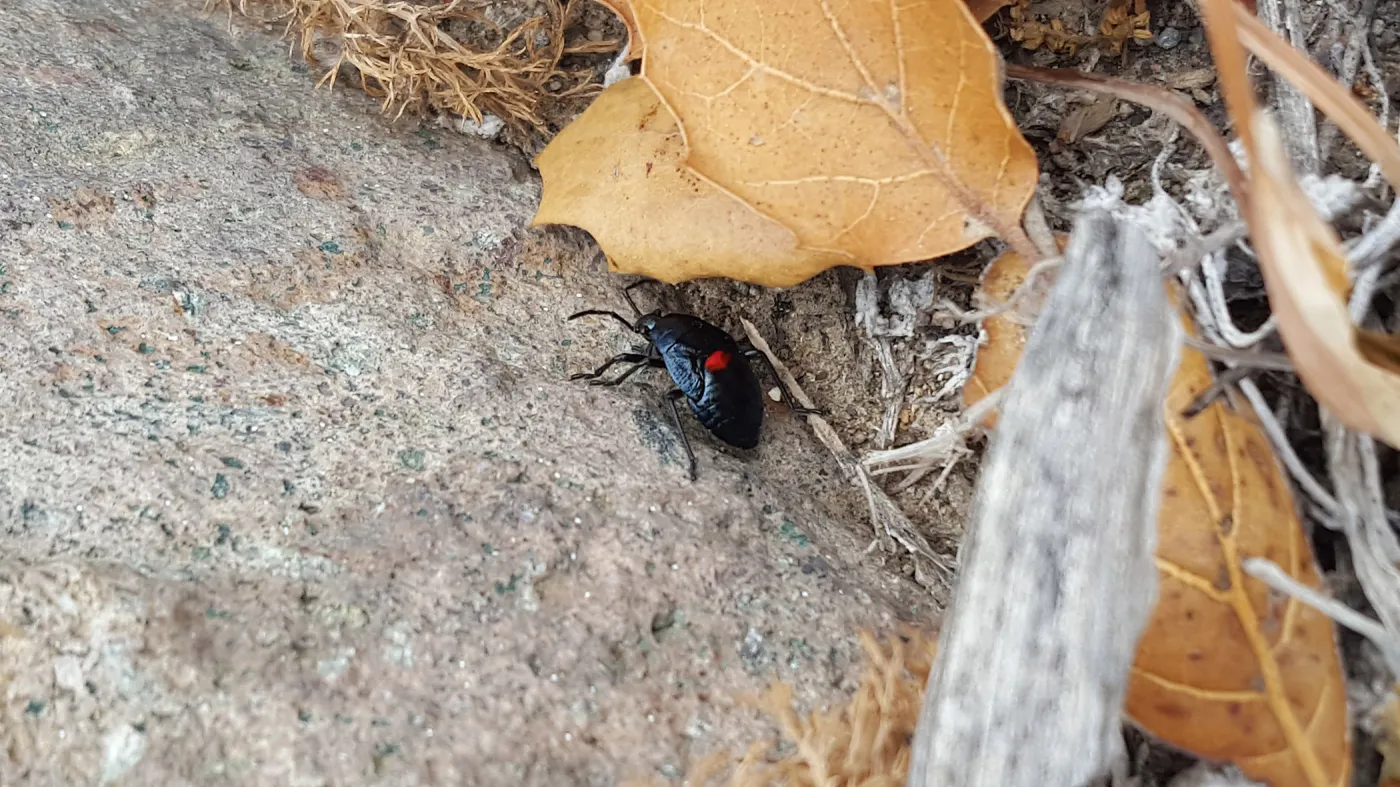 Santa Cruz Island Trip, True Bug