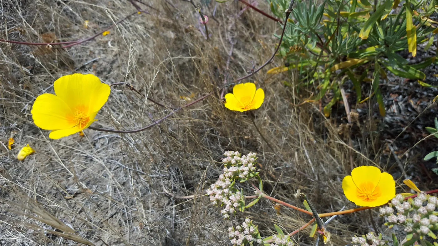 Santa Cruz Island Trip, California Poppy (Eschscholzia californica)