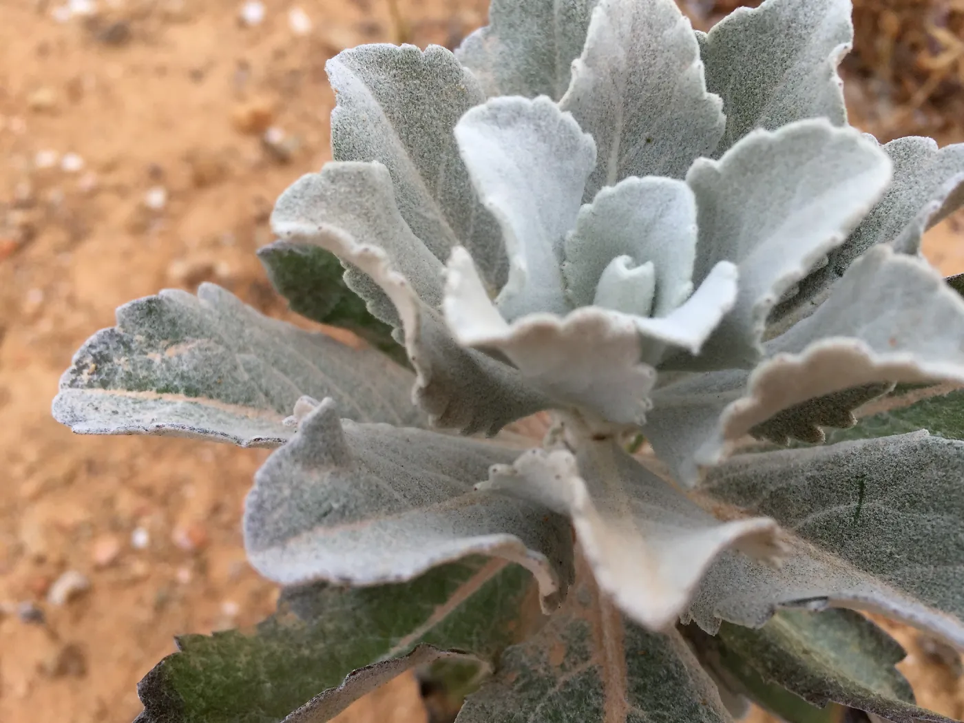 Santa Cruz Island Trip, Island bristleweed (Hazardia detonsa)