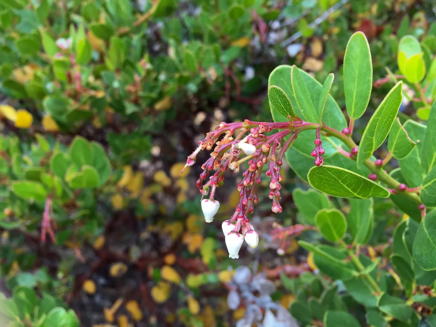 Santa Cruz Island Trip, Island manzanita (Arctostaphylos insularis)
