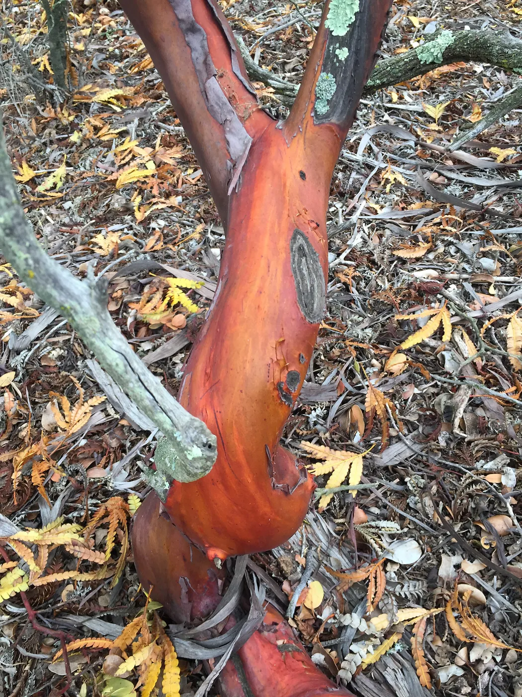 Santa Cruz Island Trip, Manzanita (Arctostaphylos) bark