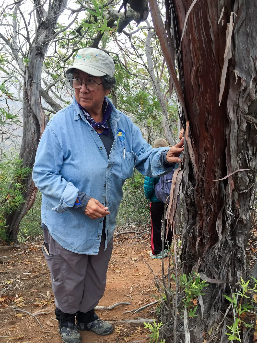 Santa Cruz Island Trip, Diane Galvan looking at an Island ironwood (Lyonothamnus floribundus)