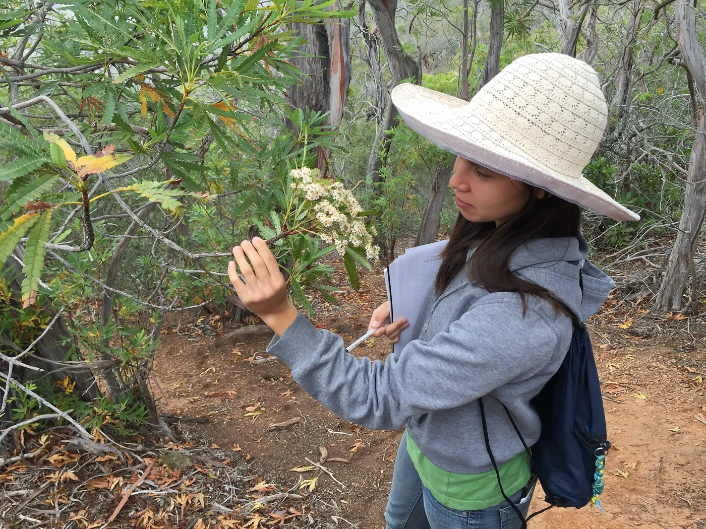 Santa Cruz Island Trip, Michelle Gee looking at an Island ironwood (Lyonothamnus floribundus) flower
