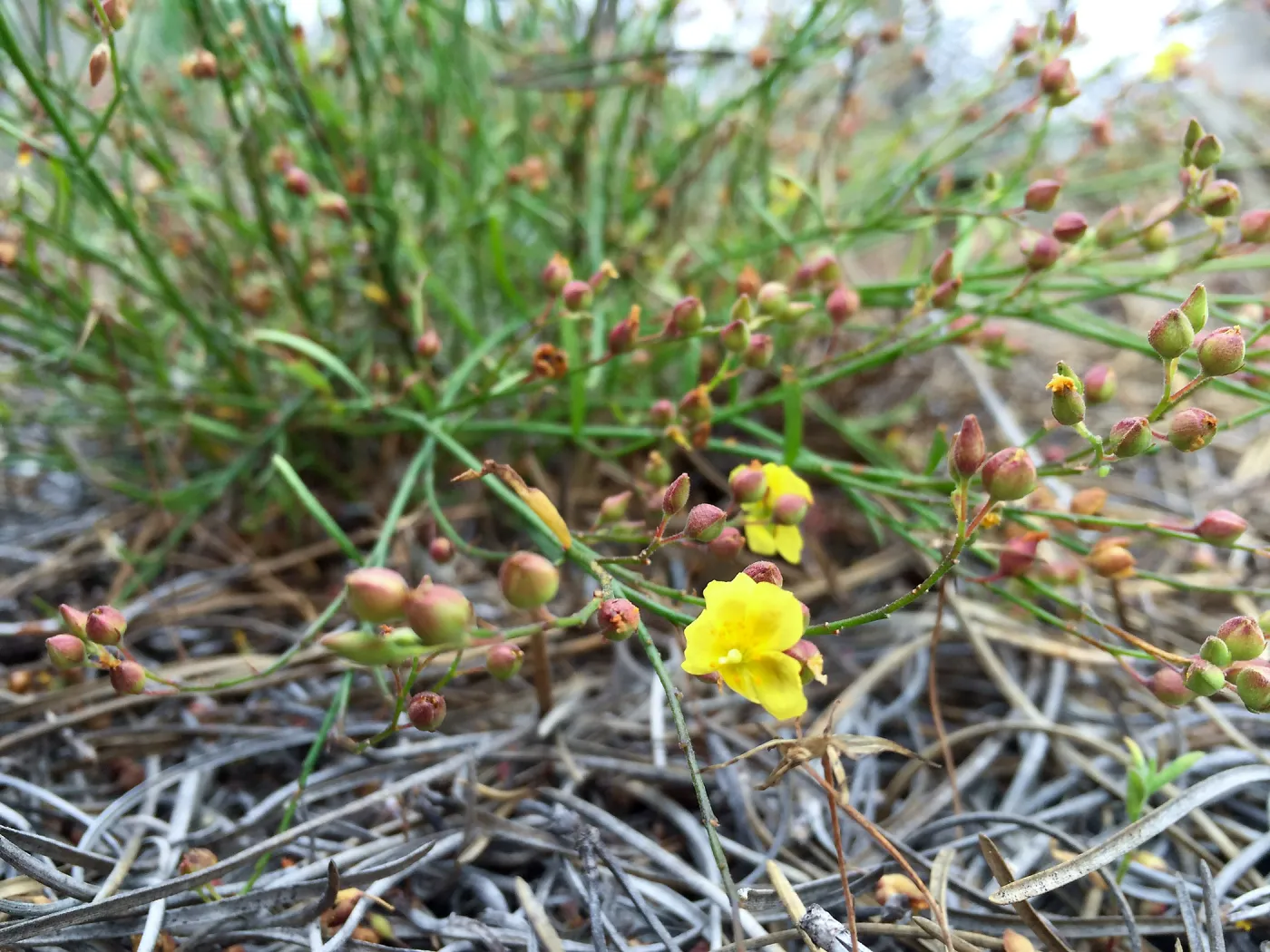 Santa Cruz Island Trip, Rush-rose (Helianthemum scoparium)