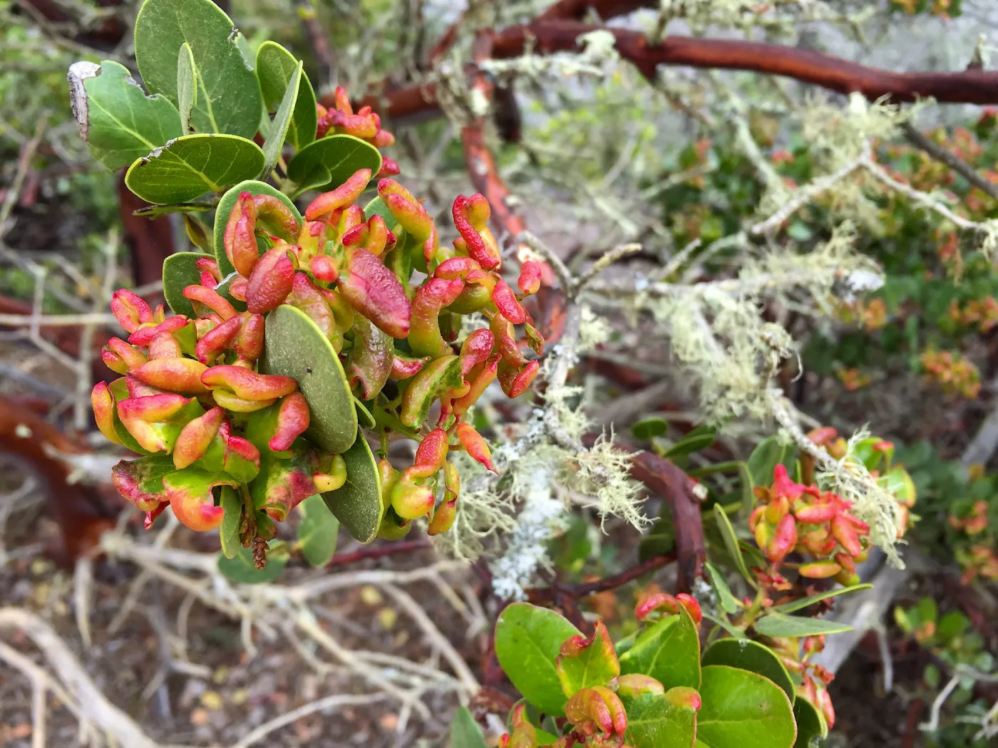 Santa Cruz Island Trip, Island manzanita (Arctostaphylos insularis) with insect damage