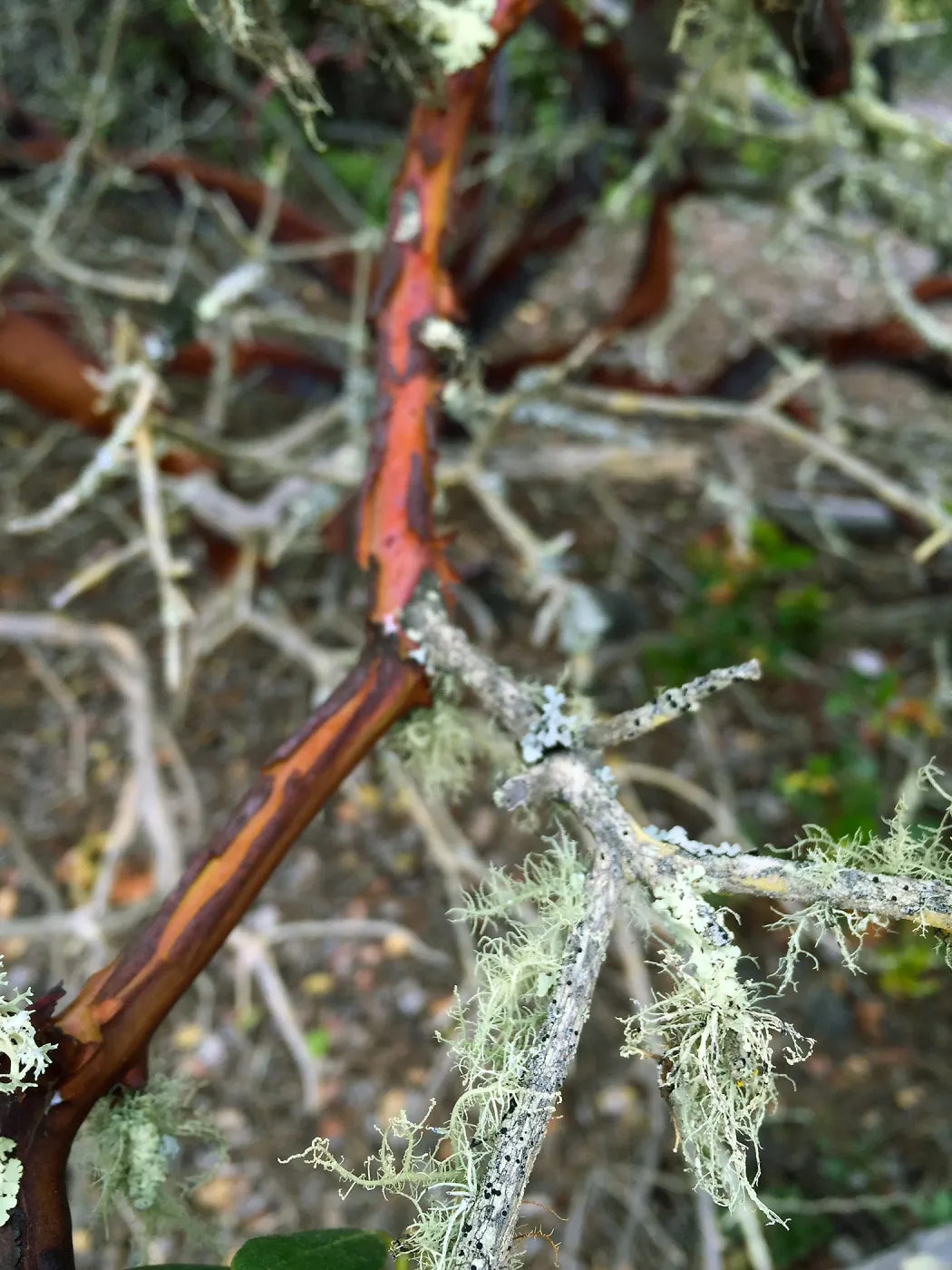 Santa Cruz Island Trip, Island manzanita (Arctostaphylos insularis) with lichen