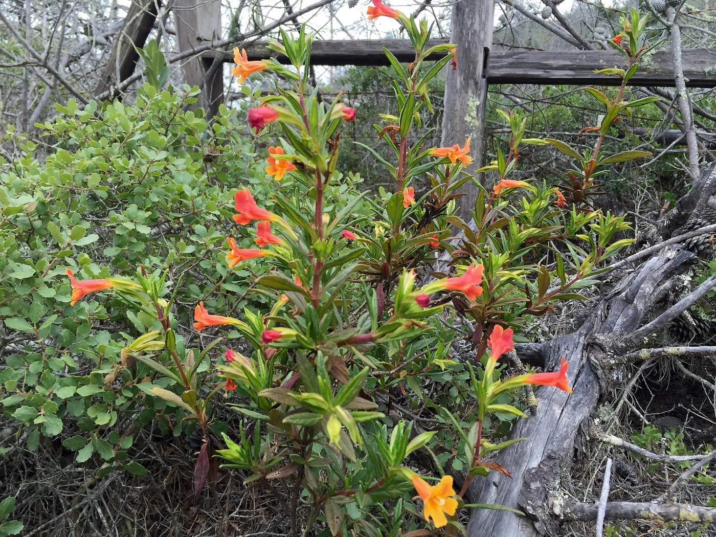 Santa Cruz Island Trip, Monkeyflower (Mimulus flemingii hybrid)