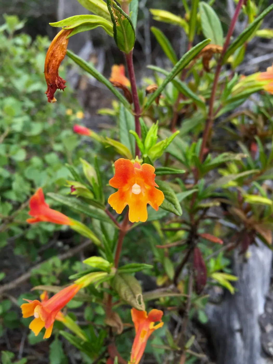 Santa Cruz Island Trip, Monkeyflower (Mimulus flemingii hybrid)