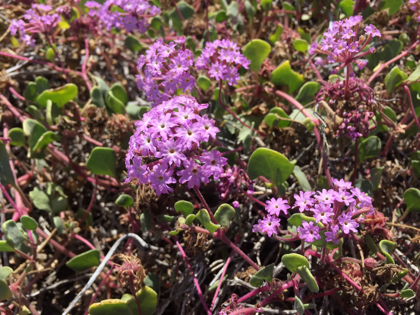 Santa Cruz Island Trip, Pink sand verbena (Abronia umbellata)