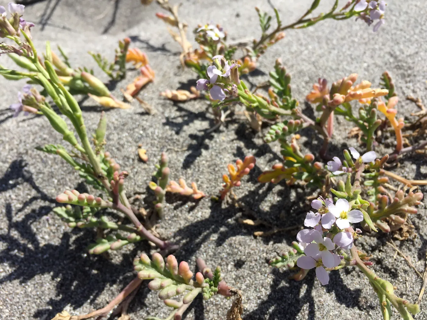 Santa Cruz Island Trip, Sea Rocket (Cakile maritima)