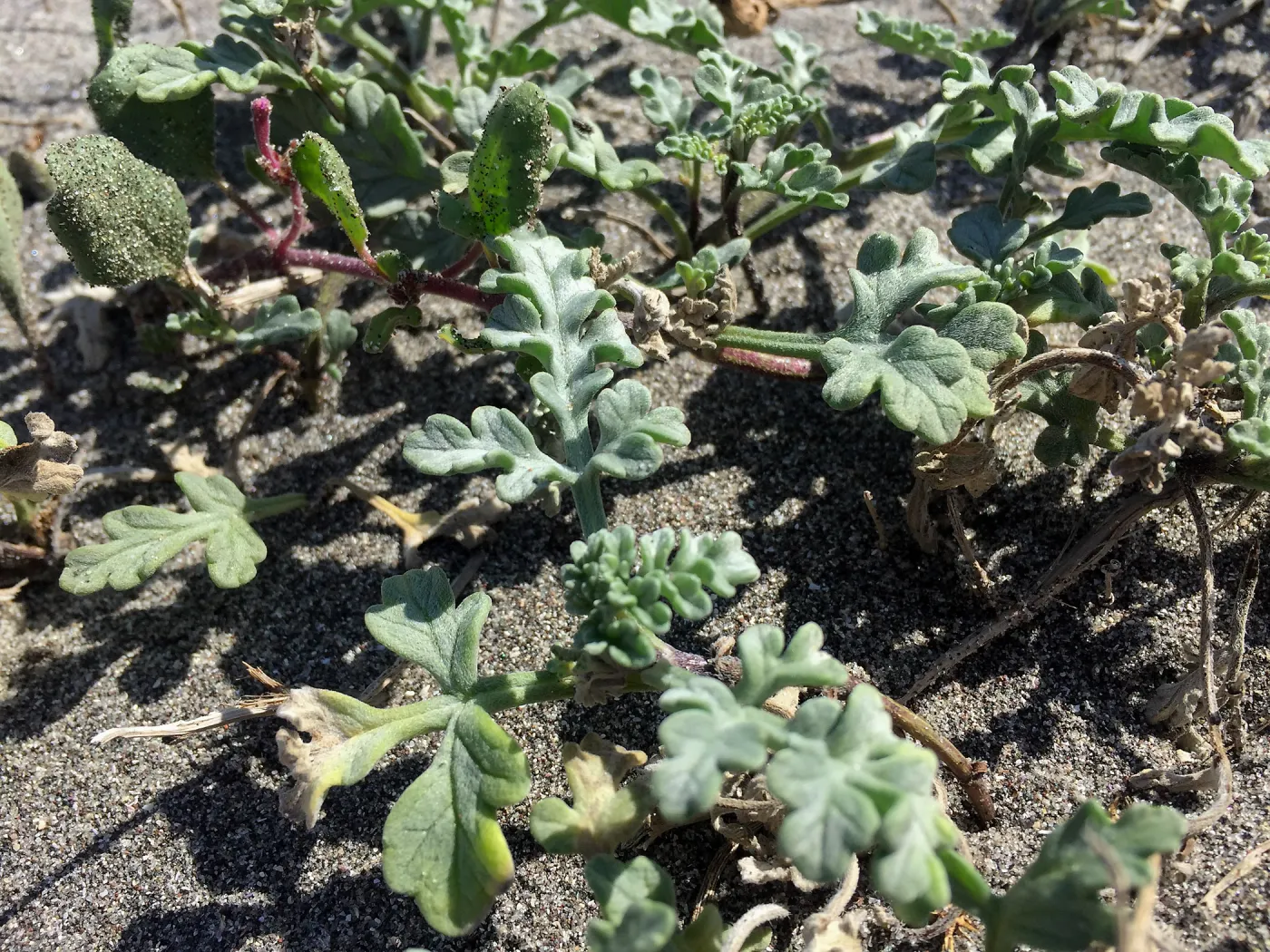Santa Cruz Island Trip, Beach Bur-Sage (Ambrosia chamissonis) (gray-green leaves) and Pink Sand verbena (Abronia umbellata var. umbellata) (red stem)