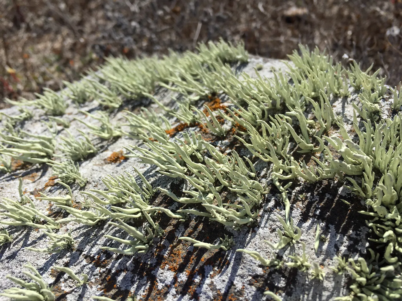 Santa Cruz Island Trip, lichen on rock