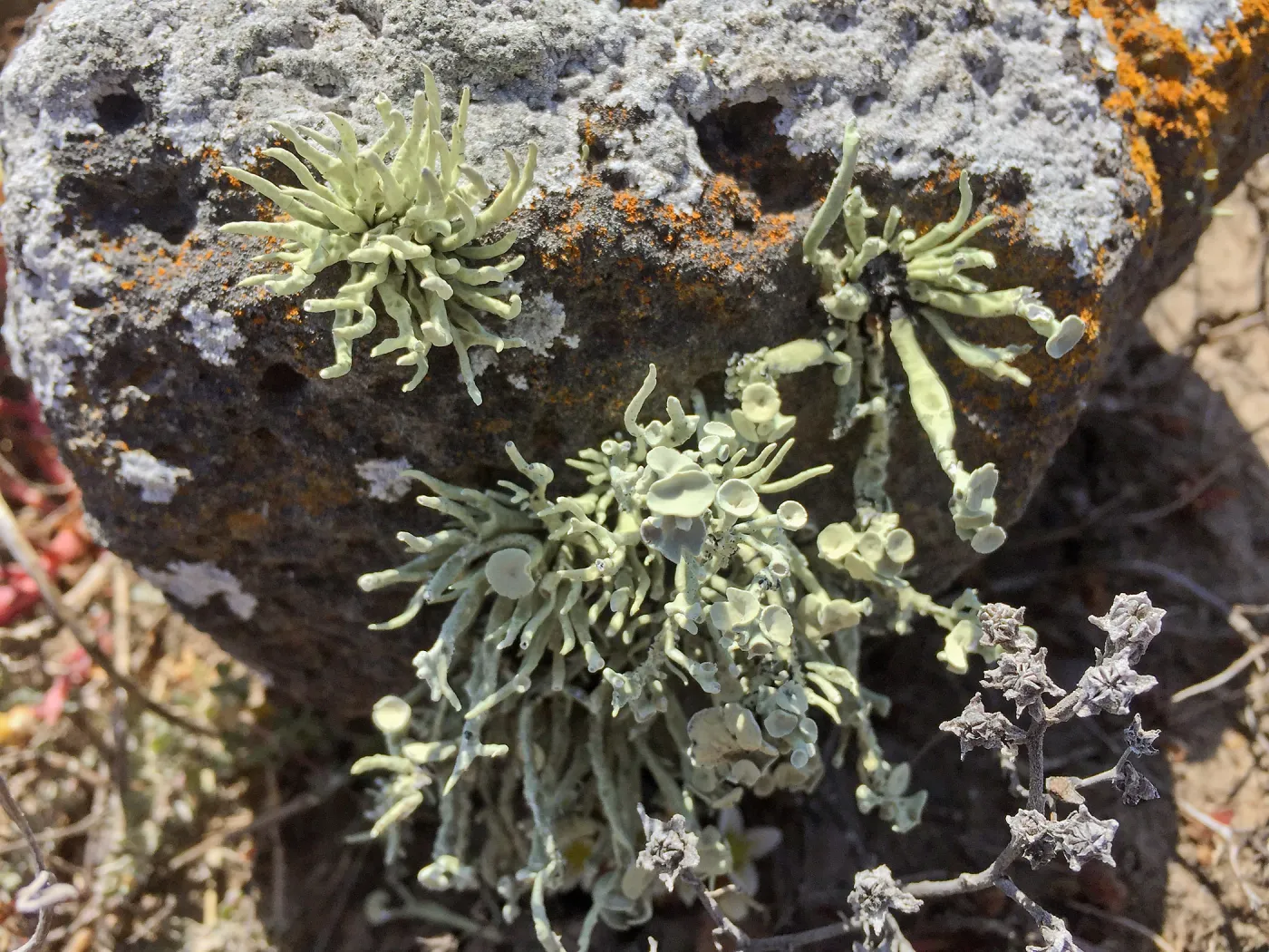 Santa Cruz Island Trip, lichen on rock