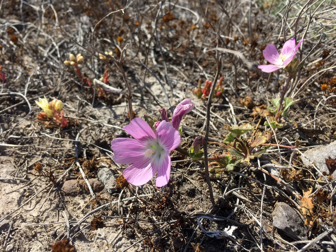Santa Cruz Island Trip, Punchbowl clarkia (Clarkia bottae)