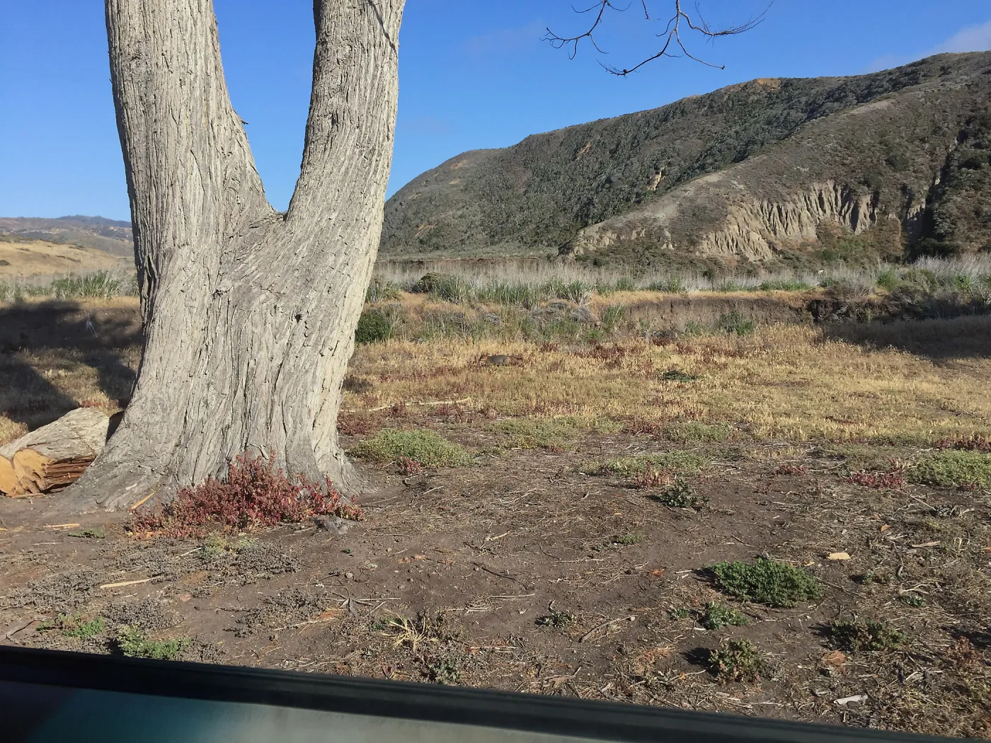 Santa Cruz Island Trip, Channel Island Fox at Christy Ranch