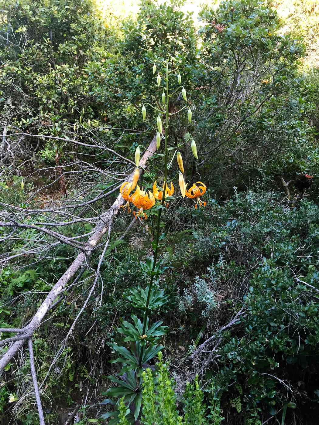Santa Cruz Island Trip, Humboldt lily (Lilium humboldtii)